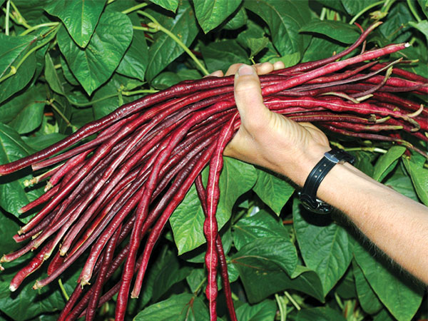 chinese-red-noodle beans being held.jpg